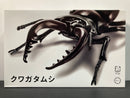 Free Investigation No. 022 Biology Edition Stag Beetle